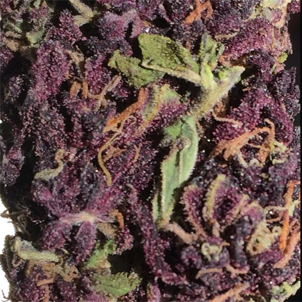 Photos of Purple Dragon Weed Strain Buds Leafly