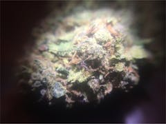 User uploaded image of Purple Dragon
