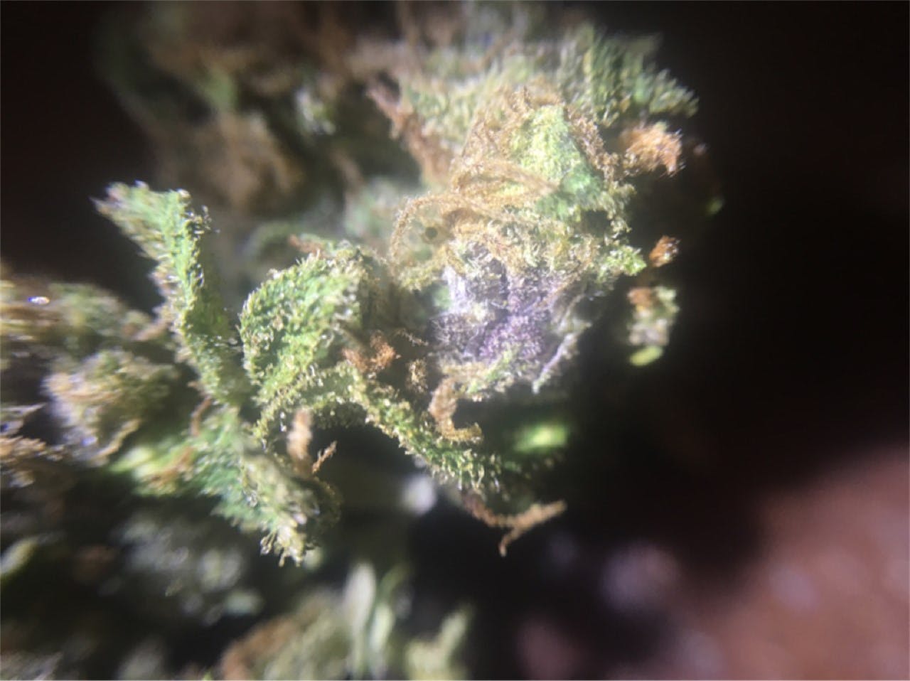 Purple Dragon Weed Strain Information Leafly