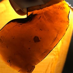 User uploaded image of Purple Dream