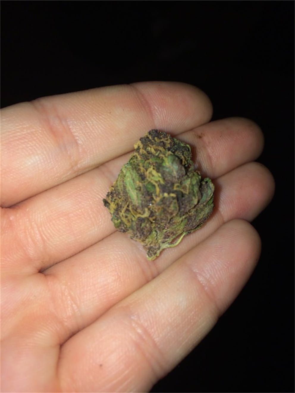 Photos of Purple Elephant Weed Strain Buds Leafly