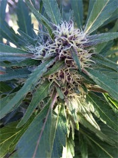 User uploaded image of Purple Elephant