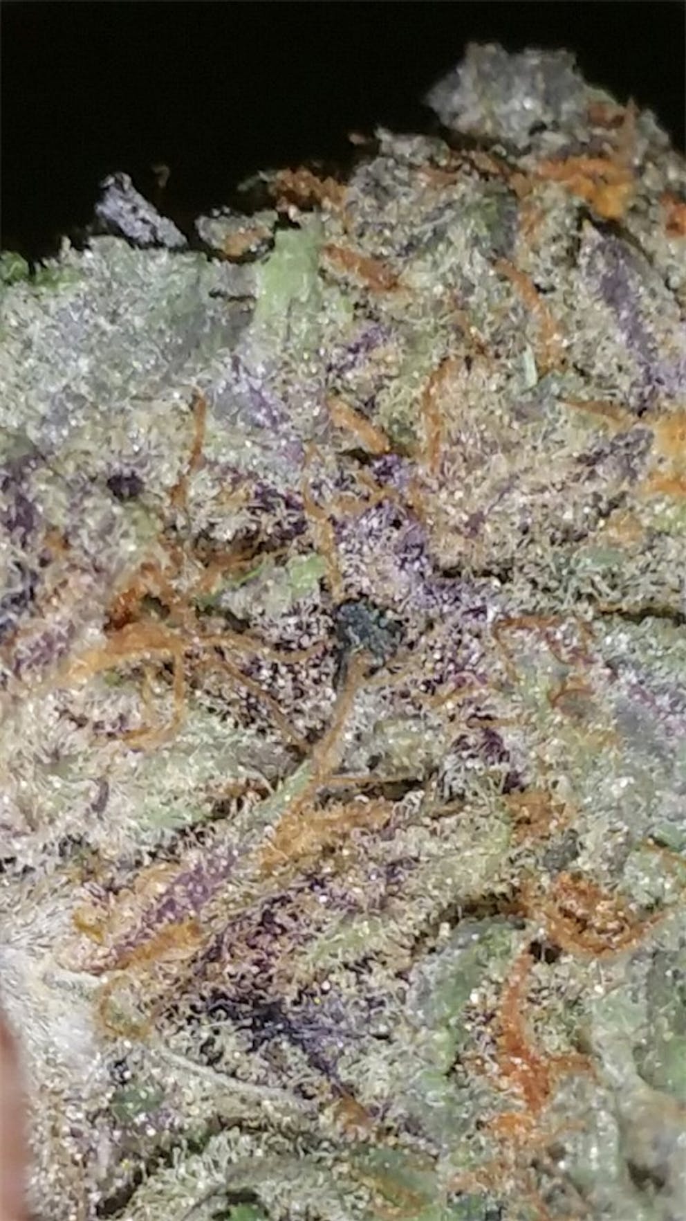 Photos of Purple Elephant Weed Strain Buds Leafly