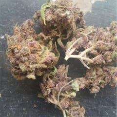 User uploaded image of Purple Elephant