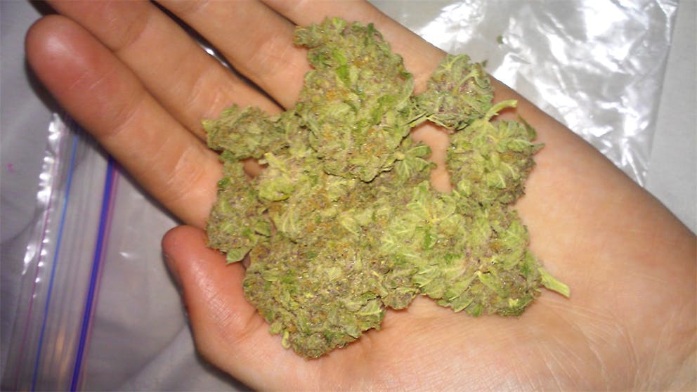 Photos of Purple Elephant Weed Strain Buds Leafly