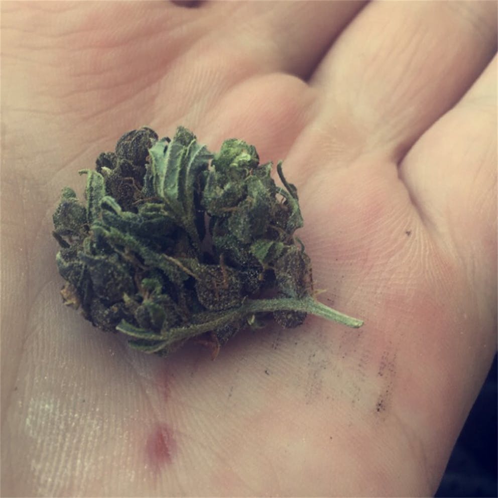 Photos of Purple Elephant Weed Strain Buds Leafly