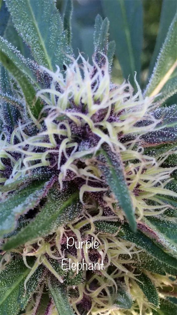 Purple Elephant aka Elephant Purple Weed Strain Information Leafly