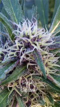 User uploaded image of Purple Elephant