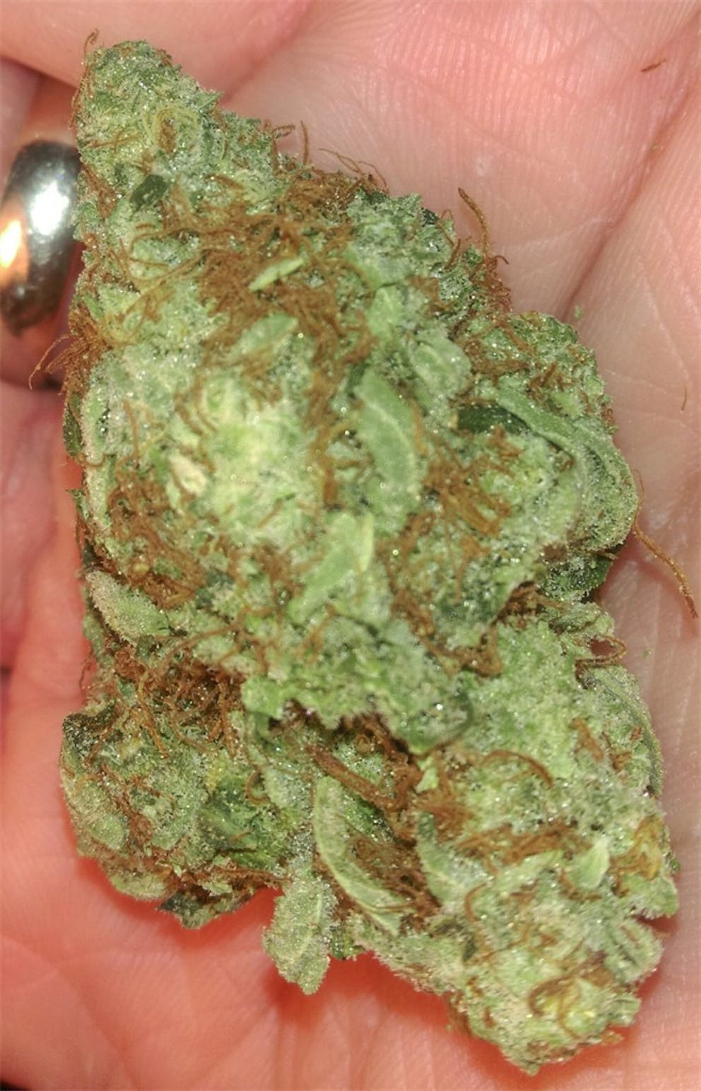 Photos of Purple Elephant Weed Strain Buds Leafly