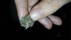 User uploaded image of Purple Goo