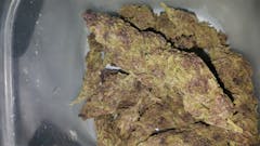 User uploaded image of Purple Goo