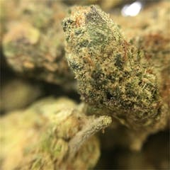 User uploaded image of Purple Gorilla