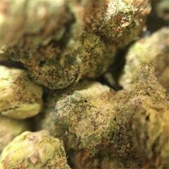 User uploaded image of Purple Gorilla