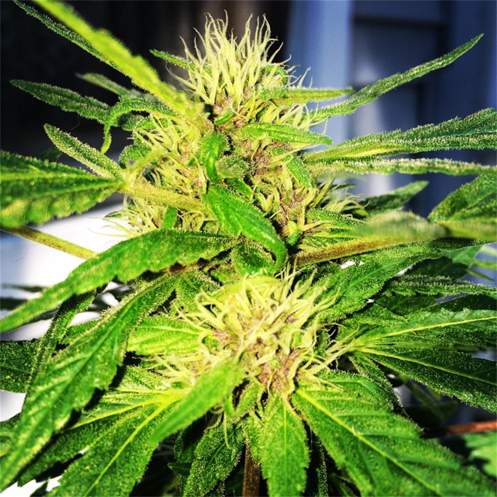 Photos of Purple Gorilla Weed Strain Buds Leafly