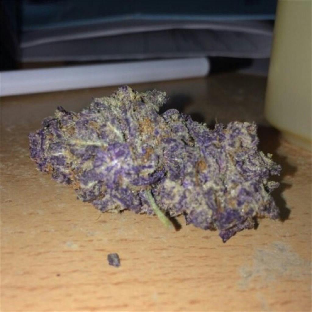 Photos of Purple Gorilla Weed Strain Buds Leafly