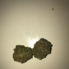 User uploaded image of Purple Gorilla