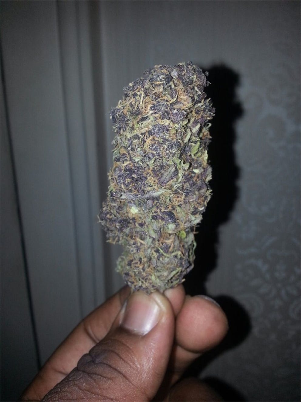 Photos of Purple Gorilla Weed Strain Buds Leafly