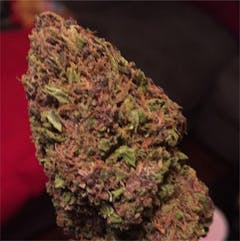 User uploaded image of Purple Gorilla