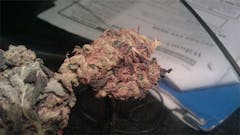 User uploaded image of Purple Hashplant