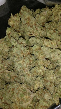 User uploaded image of Purple Hashplant