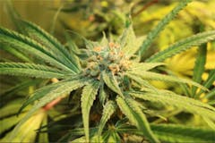 User uploaded image of Purple Haze