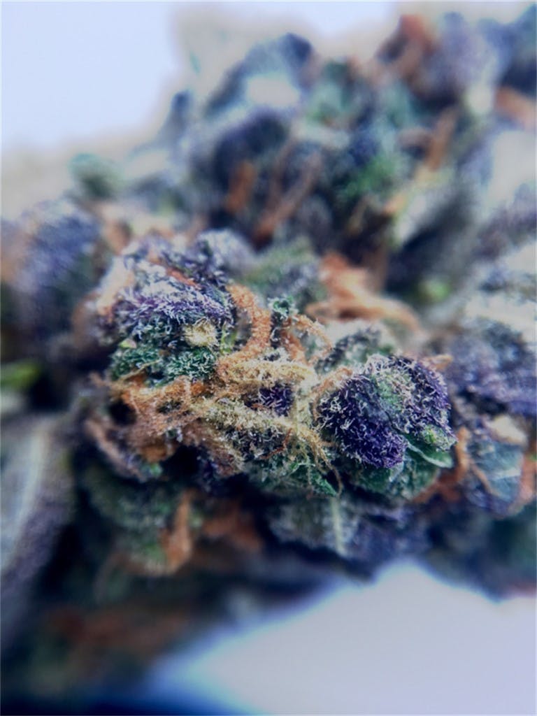 Photos of Purple Haze Weed Strain Buds Leafly