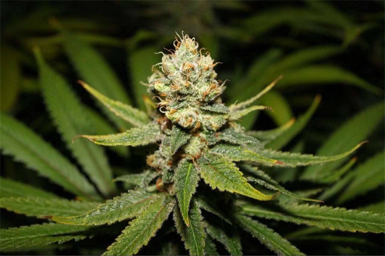 Purple Haze from G13 Labs | strains.io | cannabis marijuana strain info