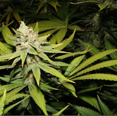 User uploaded image of Purple Haze