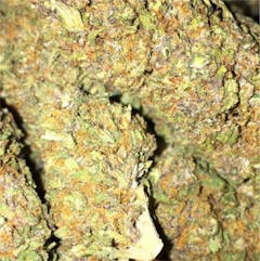 User uploaded image of Purple Hindu Kush