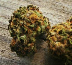 User uploaded image of Purple Hindu Kush