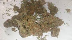 User uploaded image of Purple Hindu Kush