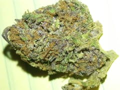 User uploaded image of Purple Hindu Kush