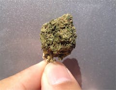 User uploaded image of Purple Jack