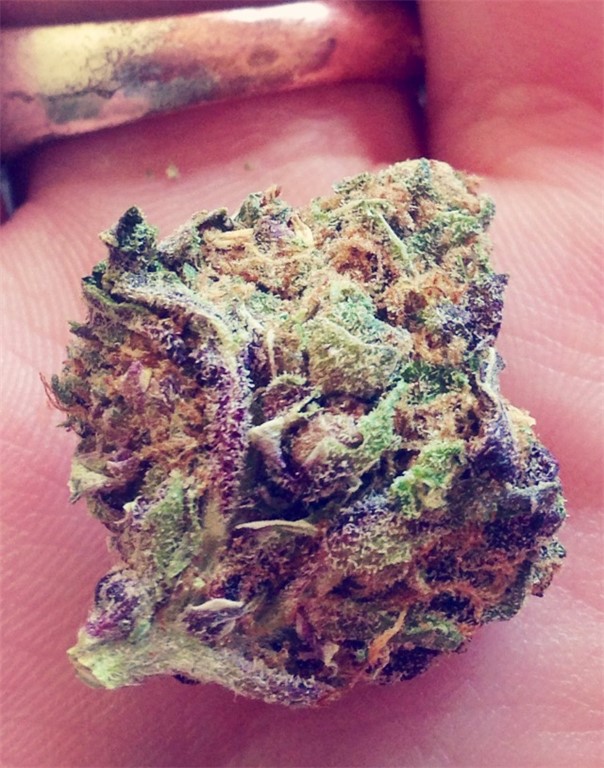 Photos of Purple Jack Weed Strain Buds | Leafly