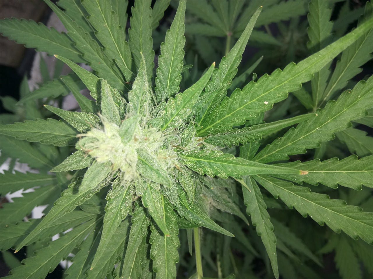 Purple Kush Weed Strain Information Leafly