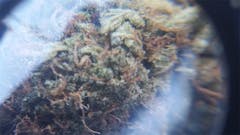 User uploaded image of Purple Kush