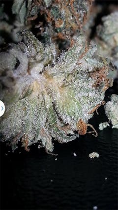 User uploaded image of Purple Kush