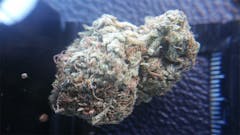 User uploaded image of Purple Kush