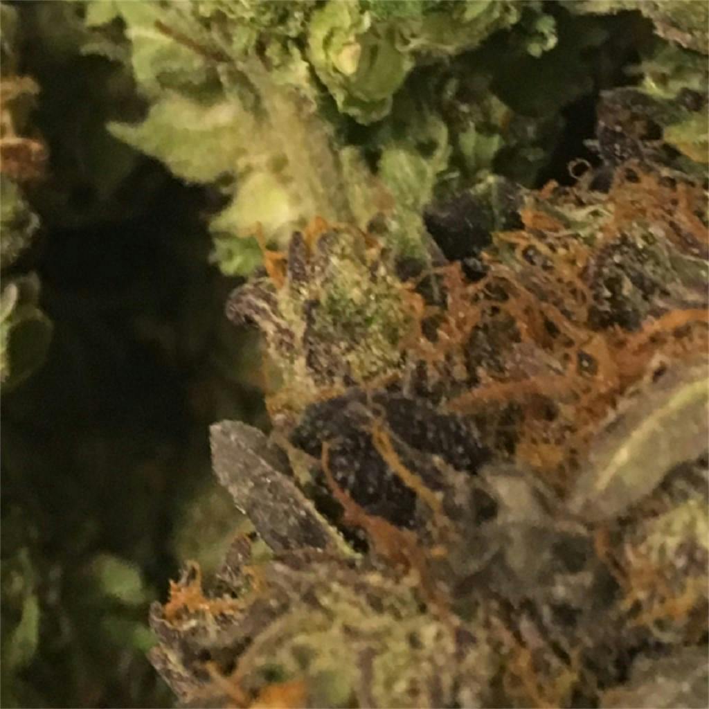 Photos of Purple Kush Weed Strain Buds | Leafly