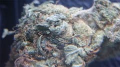 User uploaded image of Purple Kush