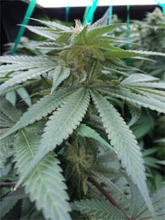 User uploaded image of Purple Martian