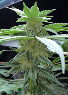 User uploaded image of Purple Martian