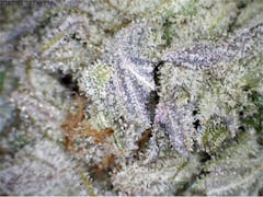 User uploaded image of Purple Martian