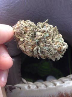 User uploaded image of Purple Martian
