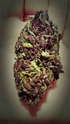 User uploaded image of Purple Maui