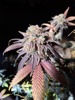 User uploaded image of Purple Monkey Balls
