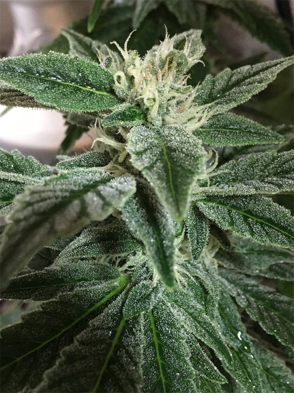 Photos of Purple Monkey Balls Weed Strain Buds Leafly