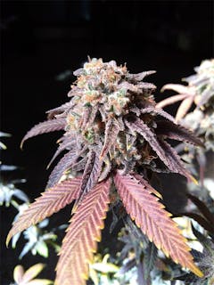 User uploaded image of Purple Monkey Balls