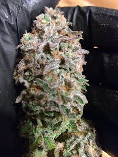 User uploaded image of Purple Monkey Balls