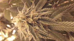 User uploaded image of Purple Monkey Balls